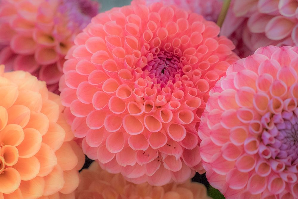 Washington State-Sammamish Dahlia flower design and patterns